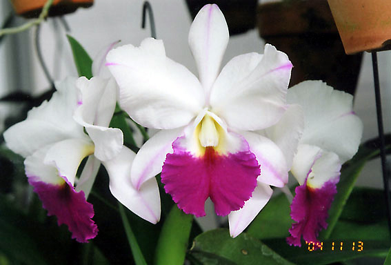 Lc. Little Oliver 'Miho'