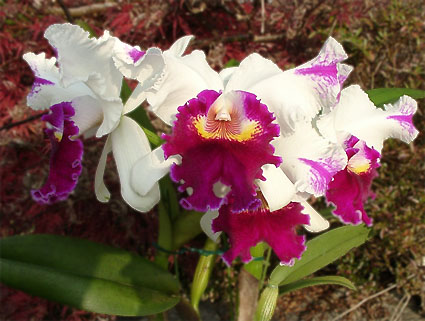 Lc. Longriver Compton 'Golden Star'