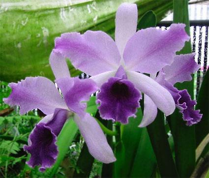 Lc. Mary Elizabeth Bohn 'Royal Flare'