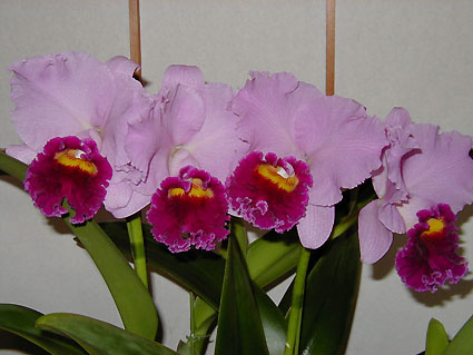 Lc. Melody Fair 'Venus'