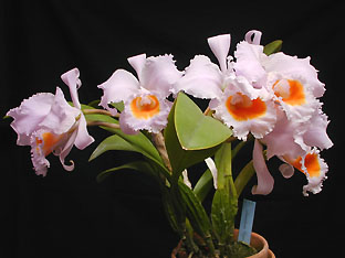 C. schroderae 'Elegans'