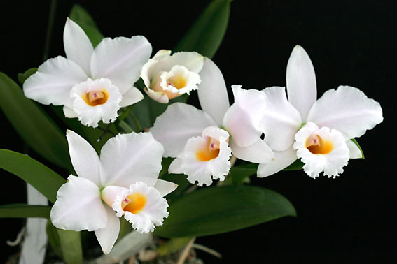 Lc. Memoria Alberto Wenzel 'Domyoji'