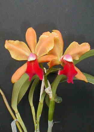 Lc. Memoria Rafael Cintron 'Chester Kawakami'