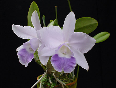 Lc. Mini Purple 'Blue Sky'