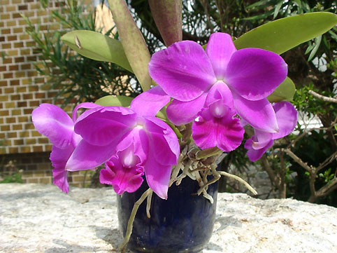 Lc. Mini Purple 'Dogashima'