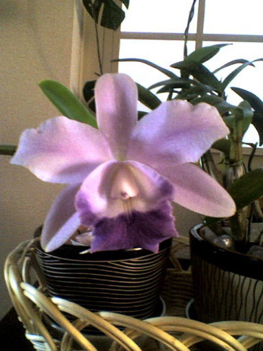 Lc. Mini Purple coerulea 'Hitomi' HCC/JOS