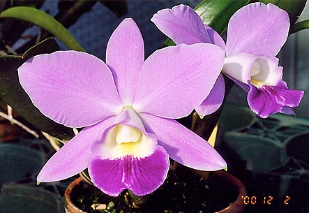 Lc. Mini Purple 'Spring Time' SM/JGP