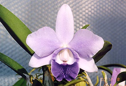 Lc. Mini Purple coerulea 'Hakusyu' x self