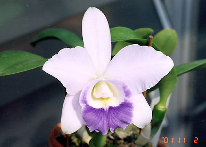  Lc. Mini Purple coerulea 'Tagara2'