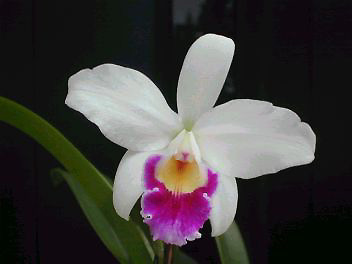 Lc. Pri Pri 'Yuki'