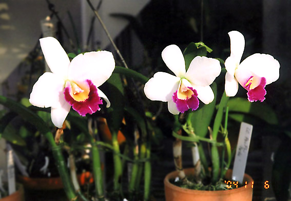 Lc. Pri Pri 'Yuki'