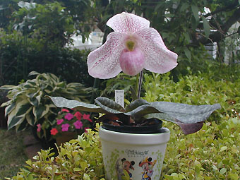 Paph. In-Charm Jewel