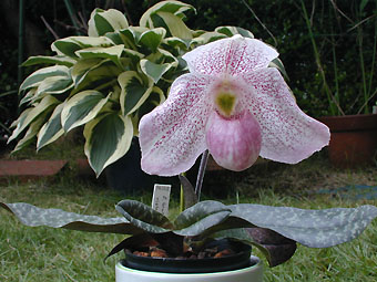 Paph. In-Charm Jewel