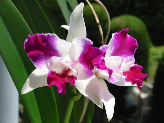 Lc. Purple Cascade 'Fregrant Beauty'