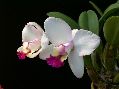Lc. Special Lady 'Charmy Tip'