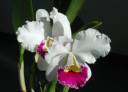 Lc. Stephen Oliver Fouraker 'Addison'