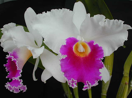 Lc. Stephen Oliver Fouraker 'Lillian Wilson'