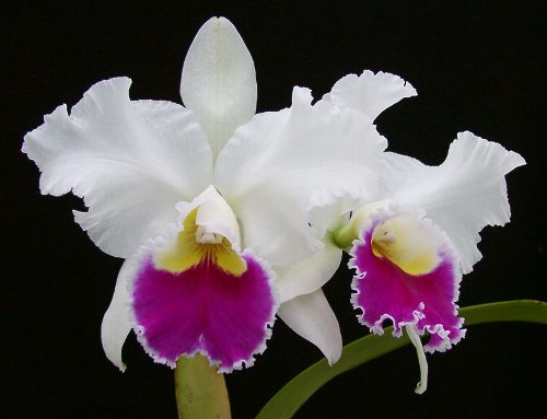 Lc. Stephen Oliver Fouraker 'Elmhurst' - カトレアの部屋