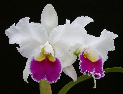 Lc. Stephen Oliver Fouraker 'Elmhurst'