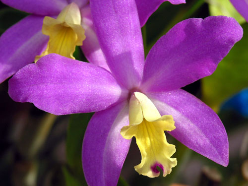 Lc. Tiny Treasure 'Lemon Heart'