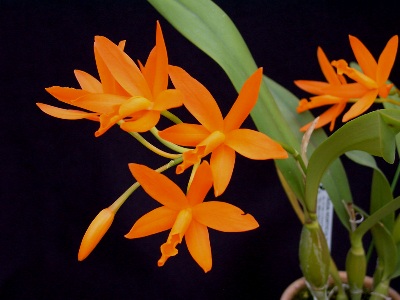 Lc. Trick or Treat 'Orange Magic'