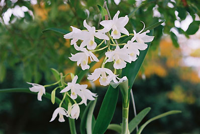 C. bowringiana var. albescens 'Tower Grove'