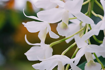 C. bowringiana var. albescens 'Tower Grove'