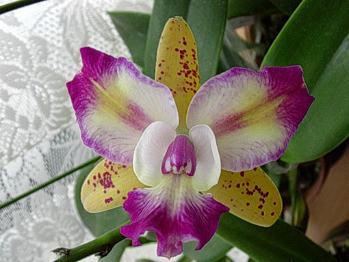 Lc. Tropical Chip 'Andromeda' SM/JOGA