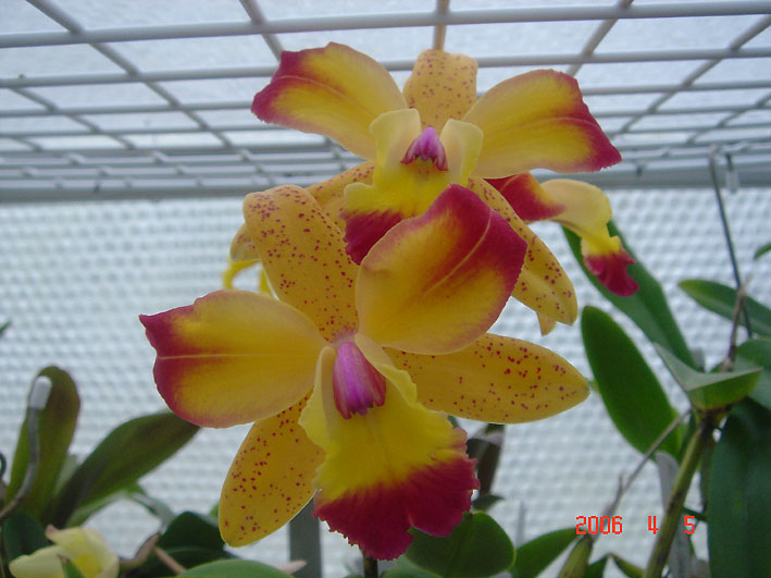Lc. Tropical Chip 'Yellow Fantasy'