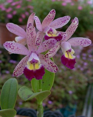 Lc. Tropical Pointer 'Cheetah'