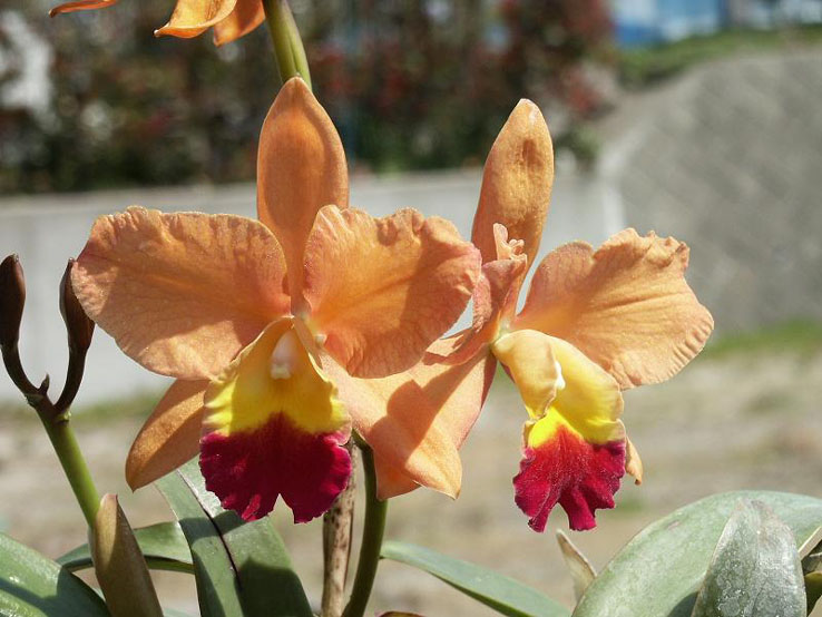 Lc. Tropical Sunset 'Ocean Heaven'