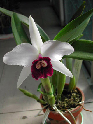 Lc. Tydea coerulea