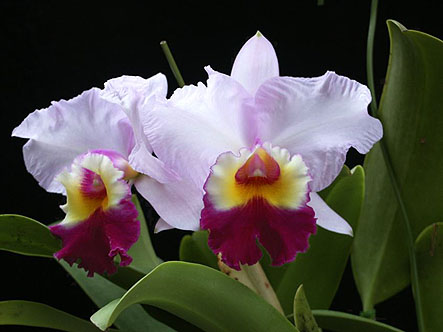 Lc. Waimanalo Splendor 'Melody'