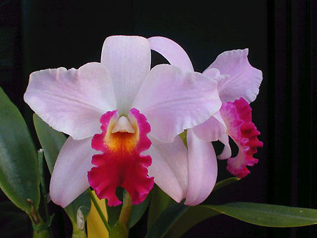 Lc. White Chinderela 'Slim Girl'