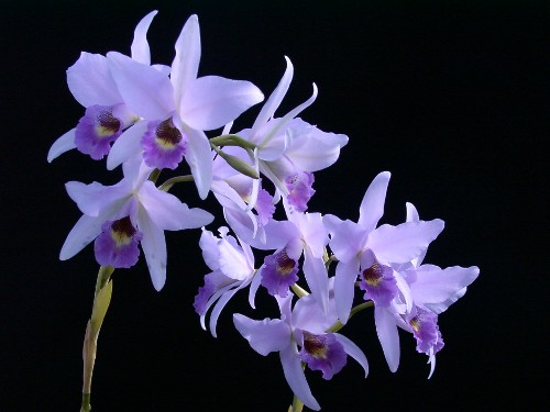 Lc. Wrigleyi 'Maris'