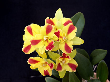 Pot. Burana Beauty 'Burana'