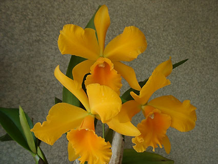 Pot. Haw Yuan Gold '#2'