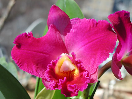 Pot. Hisako Akatsuka 'Volcano Queen'