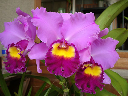 Pot. Lovely Memory 'June Bride'