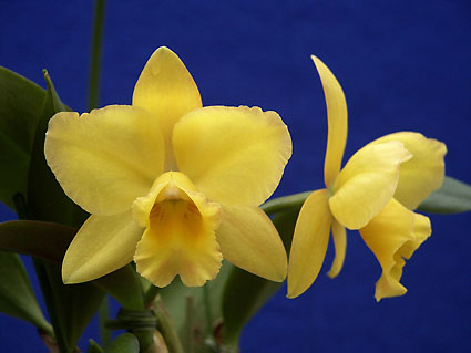 Pot. Memorial Gold 'Canary'