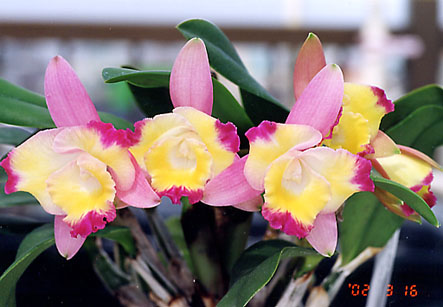 Sc. Cherry Bee 'Fairy'