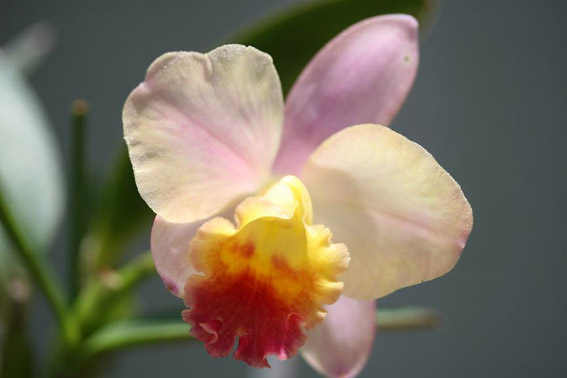 Sc. Fairyland '8-3'