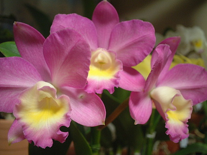 Sc. Fairyland 'Judy'