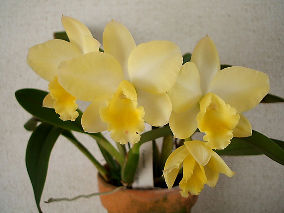 Sc. Fairyland 'Lemon Pie'