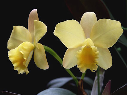 Sc. Fairyland 'Candy'