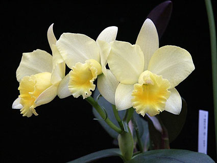 Sc. Fairyland 'Happy Field'