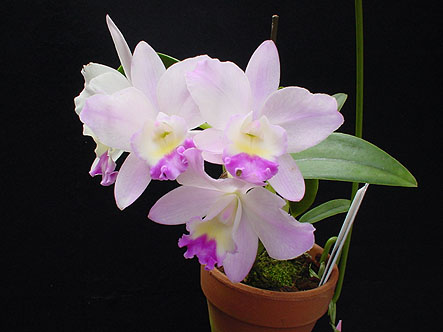 Sc. Fairyland 'Komachi'