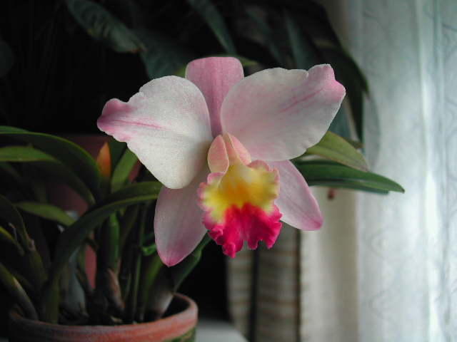 Sc. Fairyland 'Komachi'