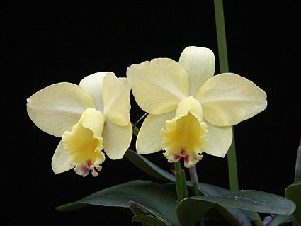 Sc. Fairyland 'Muramatsu'
