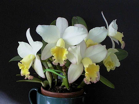 Sc. Fairyland 'PoPo'